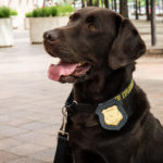 Non-Veterinary Emergency Care of Law Enforcement Canines at Mass Gathering Events